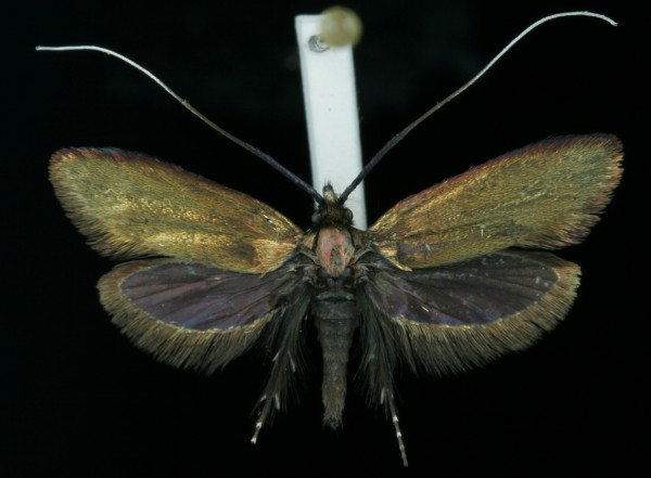 Adela reaumurella Adela reaumurella