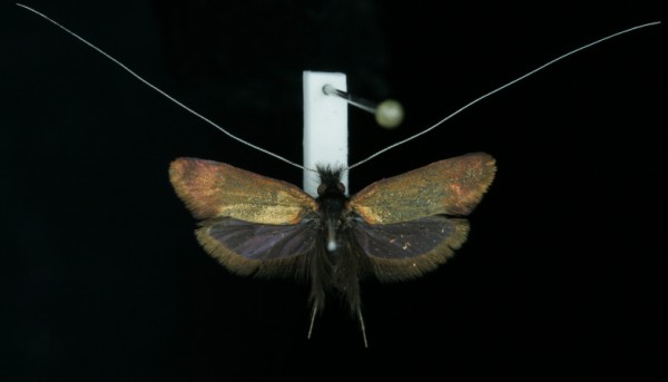 Adela cuprella Adela cuprella