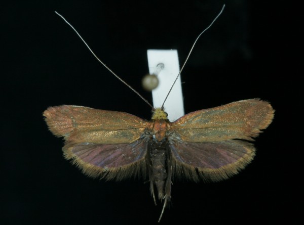 Adela cuprella Adela cuprella