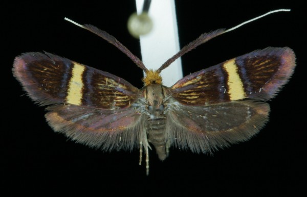 Adela croesella Adela croesella