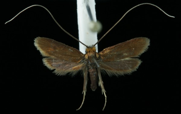 Cauchas rufimitrella Cauchas rufimitrella