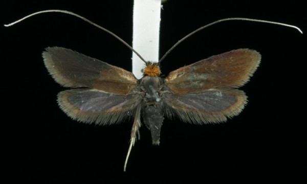 Cauchas rufimitrella Cauchas rufimitrella