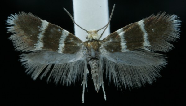 Phylloporia bistrigella Phylloporia bistrigella