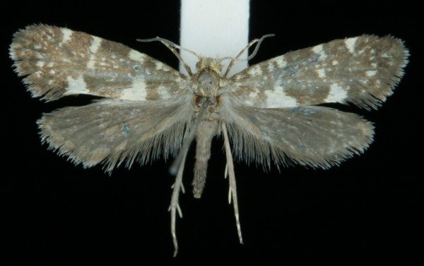 Lampronia corticella Lampronia corticella