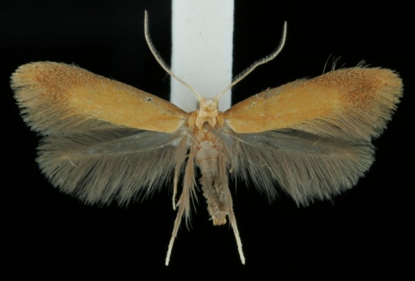 Tischeria ekebladella Tischeria ekebladella
