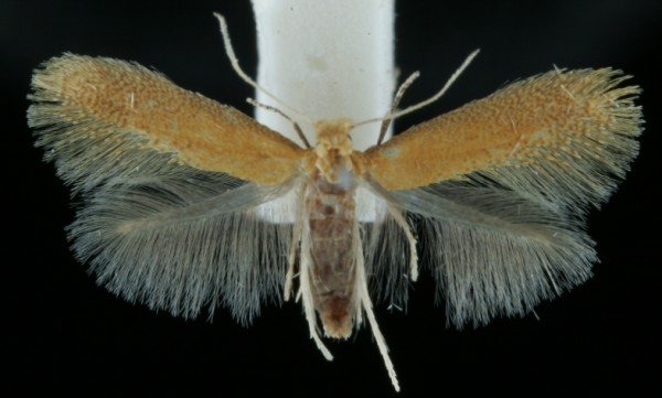 Tischeria dodonaea Tischeria dodonaea