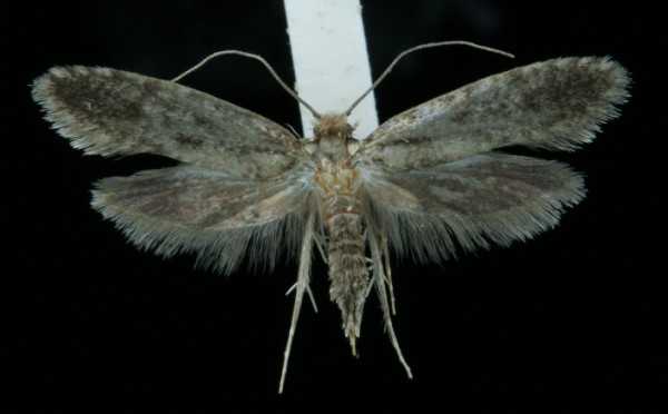 Haplotinea insectella Haplotinea insectella