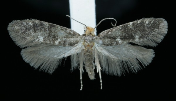 Infurcitinea ignicomella Infurcitinea ignicomella