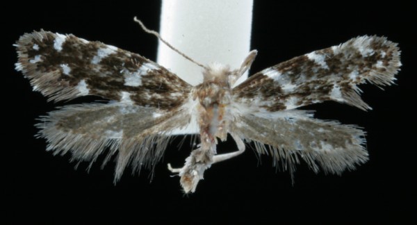 Infurcitinea argentimaculella Infurcitinea argentimaculella