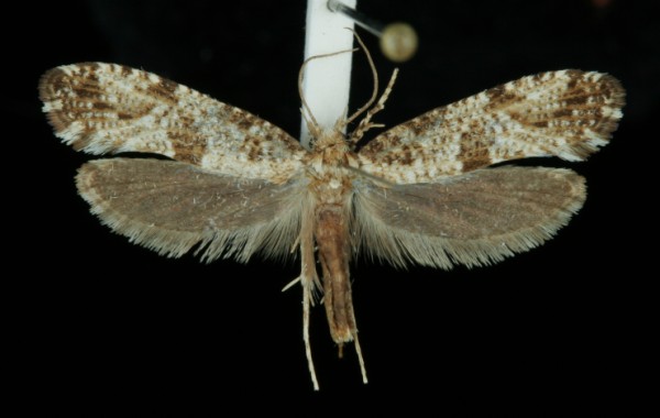 Morophaga choragella Morophaga choragella