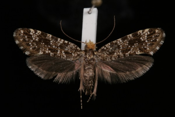 Triaxomera parasitella Triaxomera parasitella