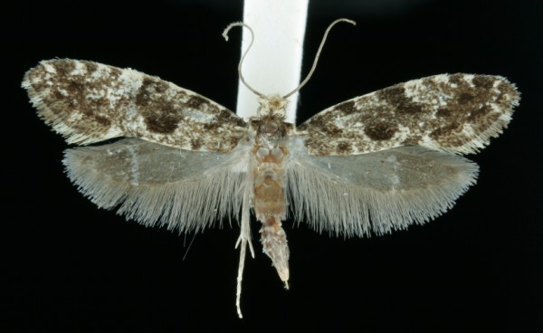 Nemapogon granella Nemapogon granella