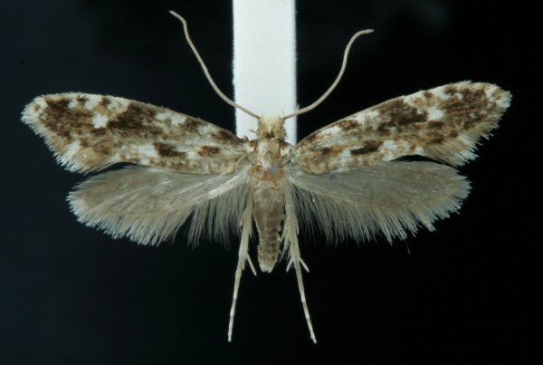 Nemapogon cloacella Nemapogon cloacella