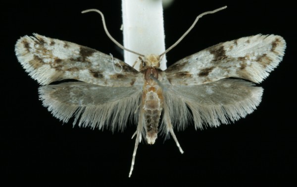 Nemapogon inconditella Nemapogon inconditella
