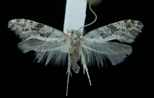 Nemapogon variatella Nemapogon variatella