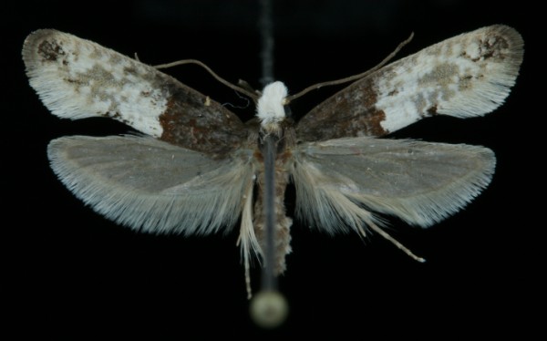 Trichophaga tapetzella Trichophaga tapetzella