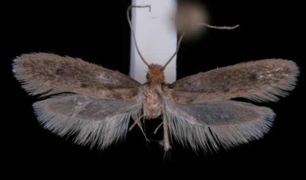 Tinea pellionella Tinea pellionella