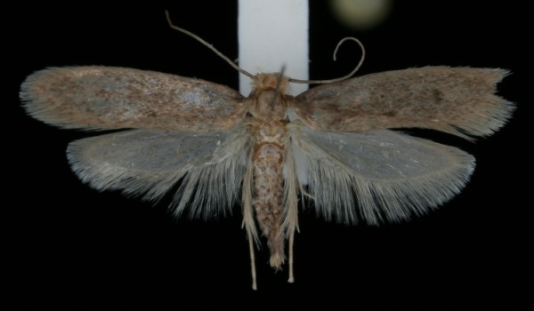 Tinea pellionella Tinea pellionella