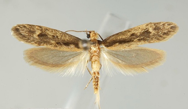 Tinea pallescentella Tinea pallescentella