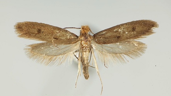 Tinea pallescentella Tinea pallescentella