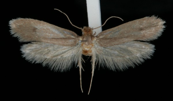 Tinea columbariella