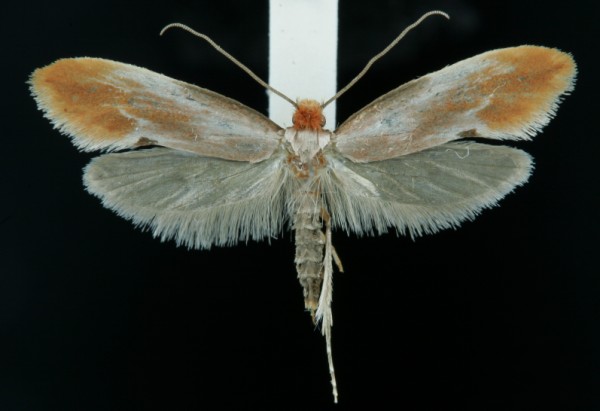 Tinea semifulvella Tinea semifulvella