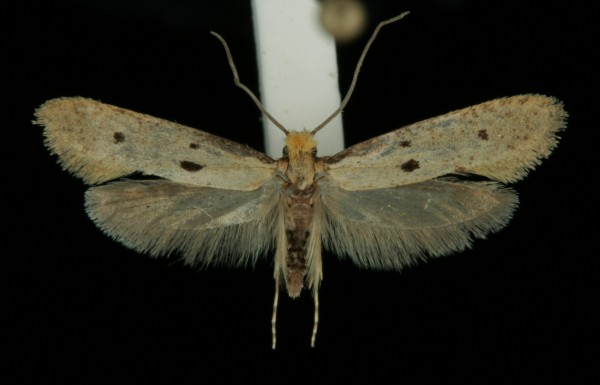 Tinea trinotella Tinea trinotella