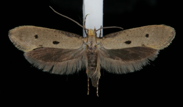 Tinea trinotella Tinea trinotella