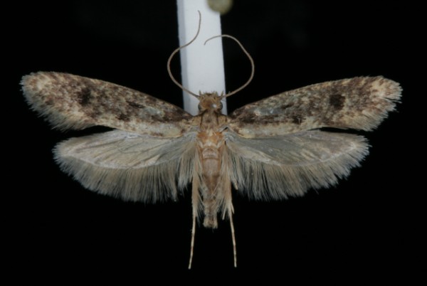 Niditinea fuscella Niditinea fuscella