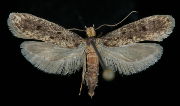 Niditinea fuscella Niditinea fuscella