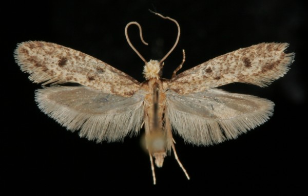 Niditinea striolella Niditinea striolella