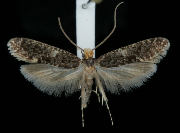 Monopis laevigella Monopis laevigella