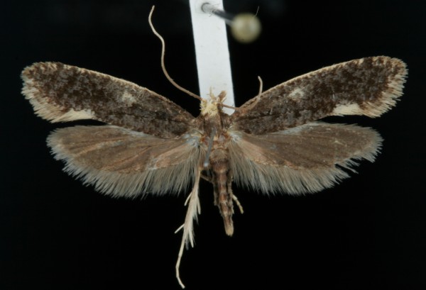 Monopis weaverella Monopis weaverella