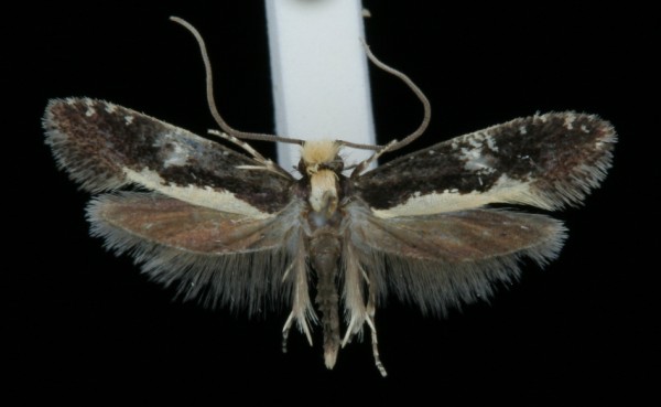 Monopis obviella Monopis obviella