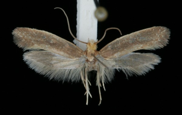 Monopis imella Monopis imella