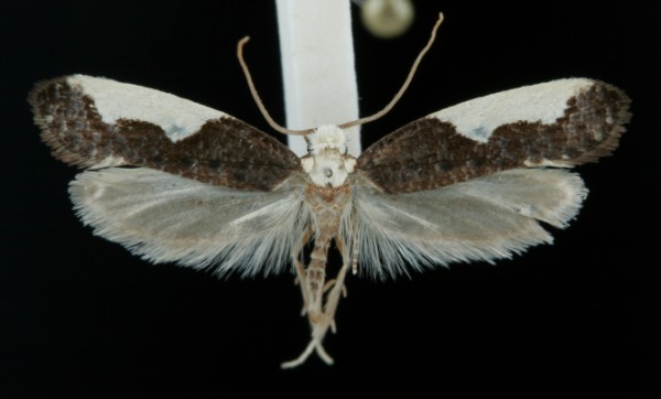 Monopis monachella Monopis monachella
