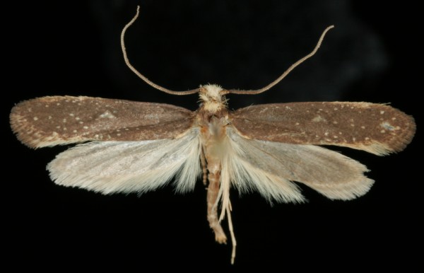 Monopis fenestratella Monopis fenestratella