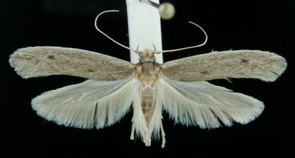 Opogona sacchari Opogona sacchari