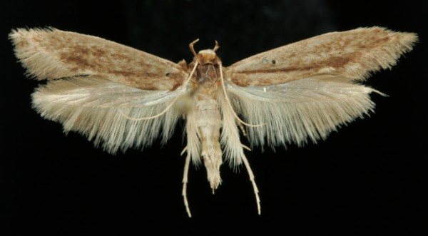 Opogona omoscopa Opogona omoscopa