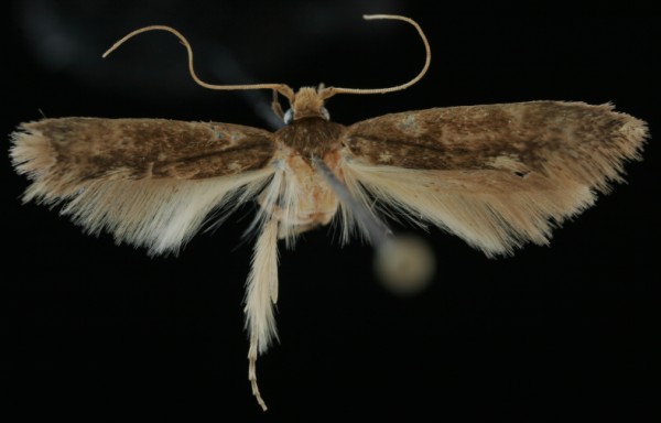 Opogona omoscopa Opogona omoscopa