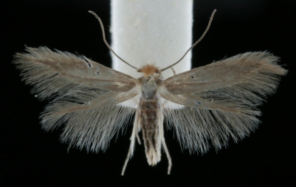Bucculatrix cristatella Bucculatrix cristatella