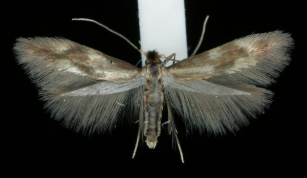 Bucculatrix nigricomella Bucculatrix nigricomella