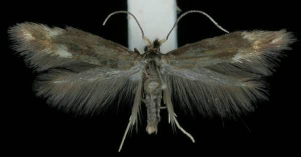 Bucculatrix nigricomella Bucculatrix nigricomella