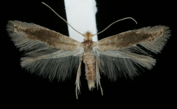 Bucculatrix maritima Bucculatrix maritima