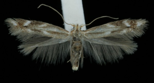 Bucculatrix maritima Bucculatrix maritima