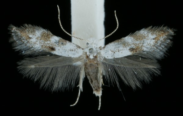 Bucculatrix frangutella Bucculatrix frangutella