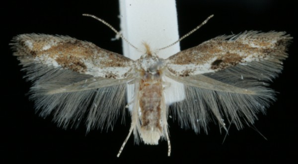 Bucculatrix noltei Bucculatrix noltei