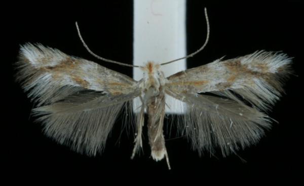 Bucculatrix noltei Bucculatrix noltei