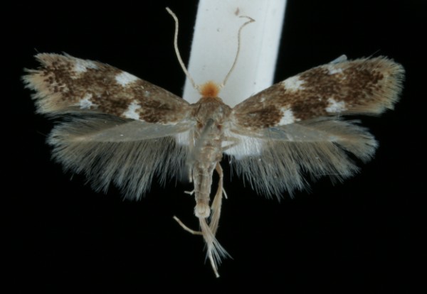Bucculatrix cidarella Bucculatrix cidarella