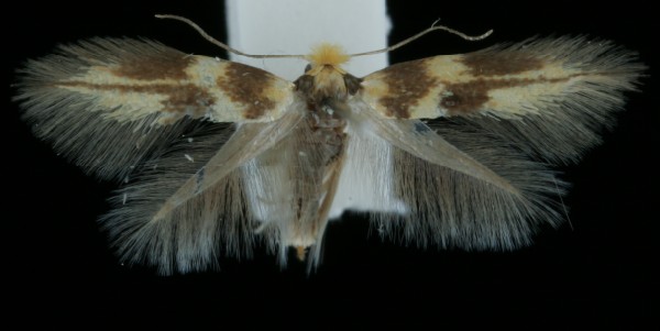 Bucculatrix thoracella Bucculatrix thoracella